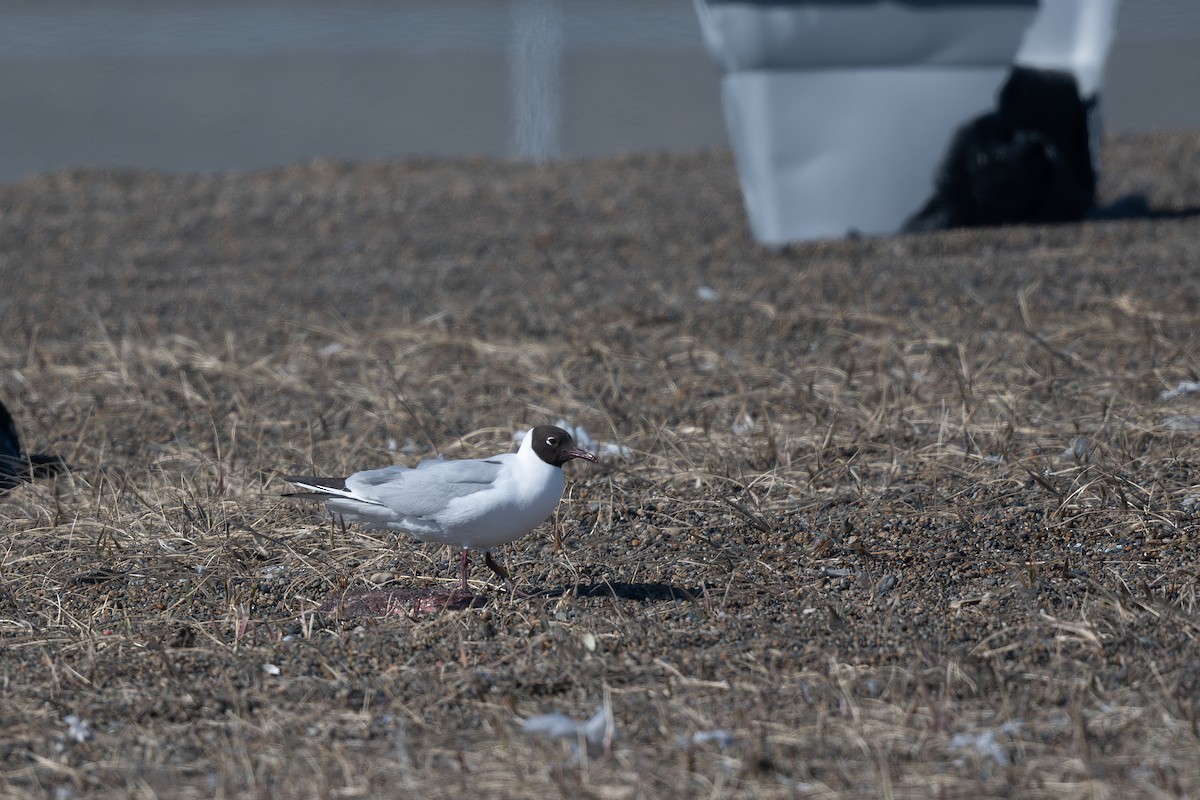 Gaviota Reidora - ML620250317