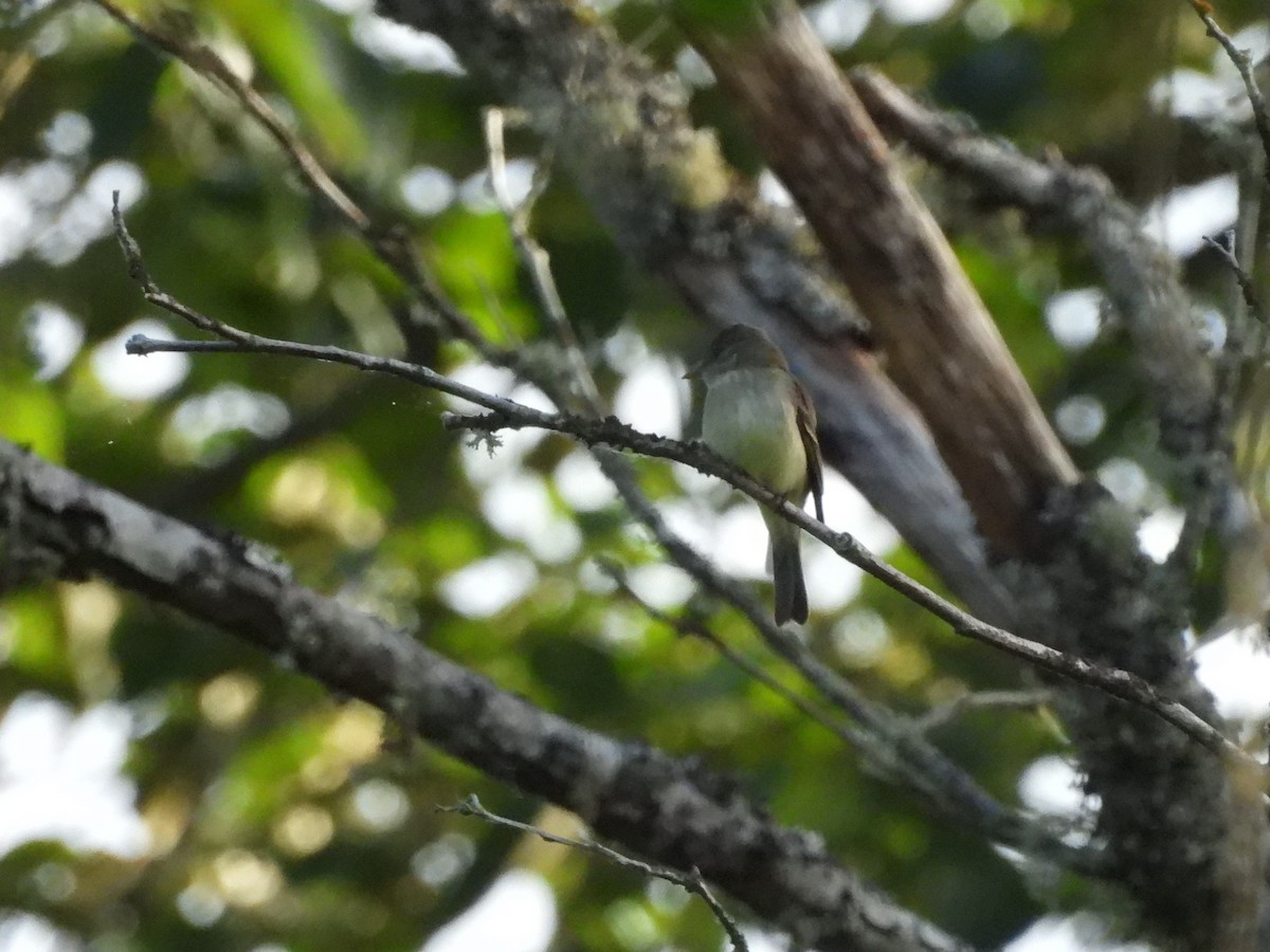 Willow Flycatcher - ML620250320