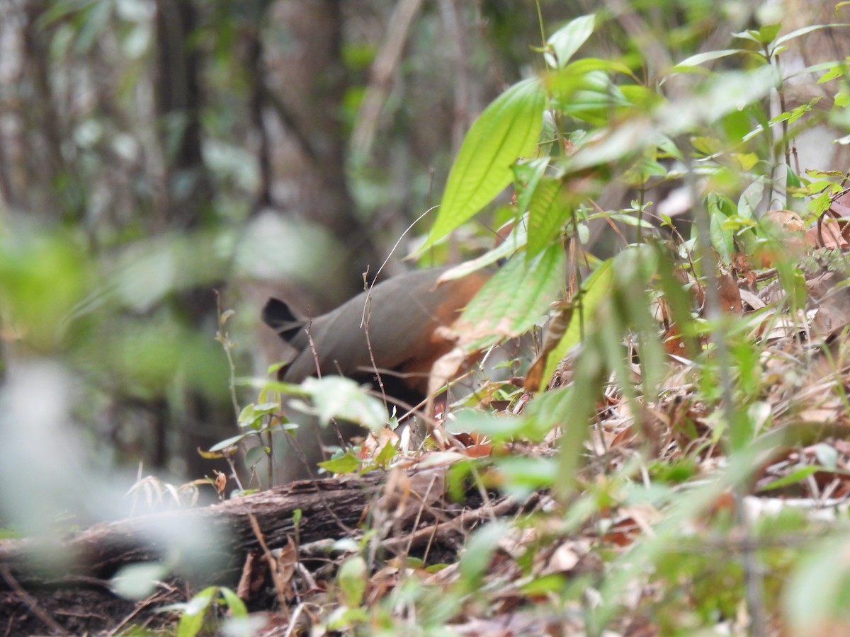 Russet-naped Wood-Rail - ML620250328