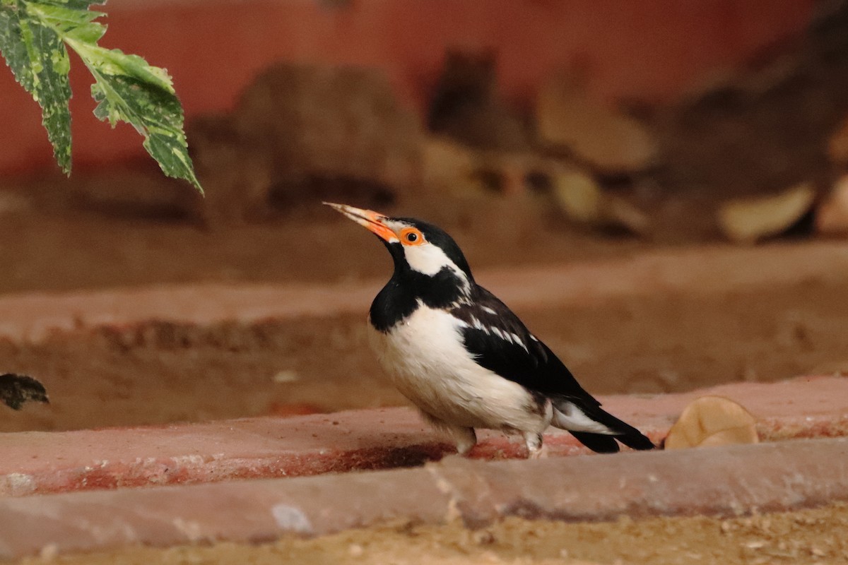 Indian Pied Starling - ML620250335