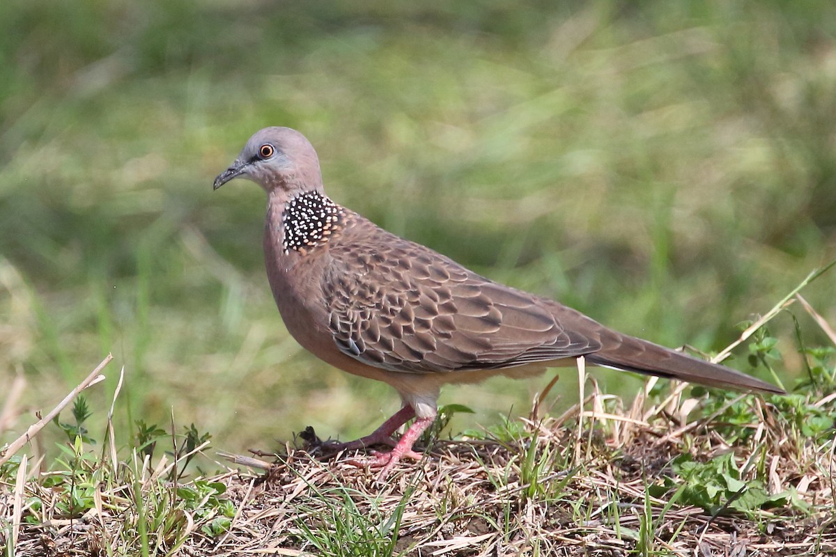 Spotted Dove - ML620250338