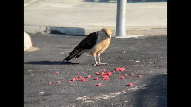 Yellow-headed Caracara - ML620250342