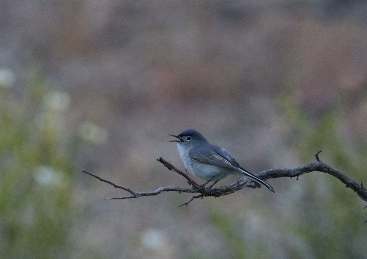 Blue-gray Gnatcatcher - ML620250351