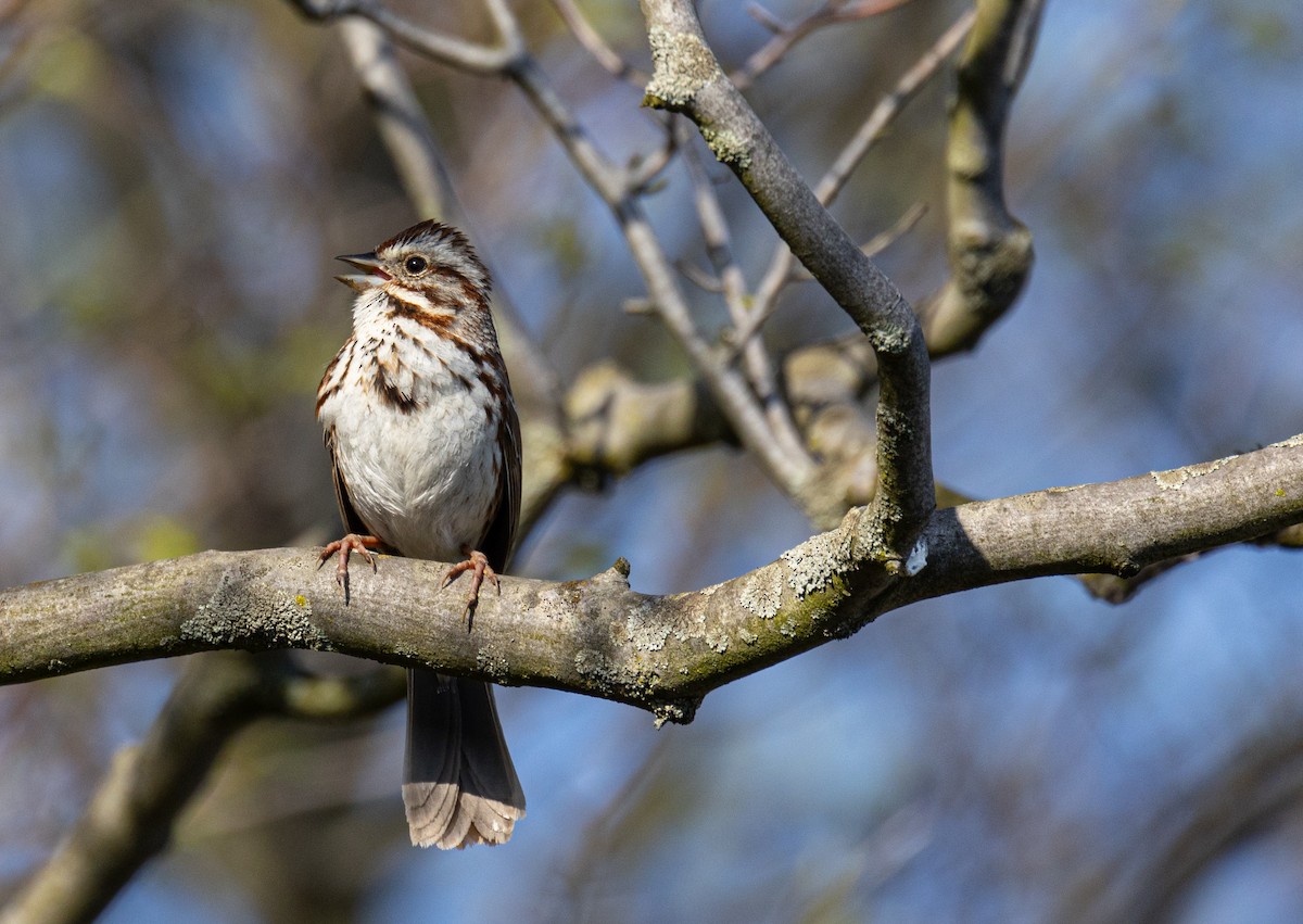 Song Sparrow - ML620250352