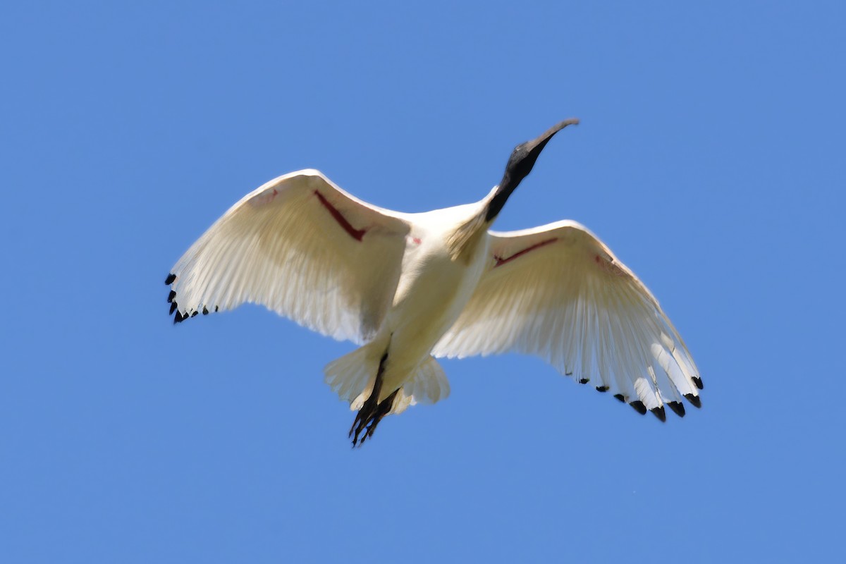 ibis australský - ML620250357