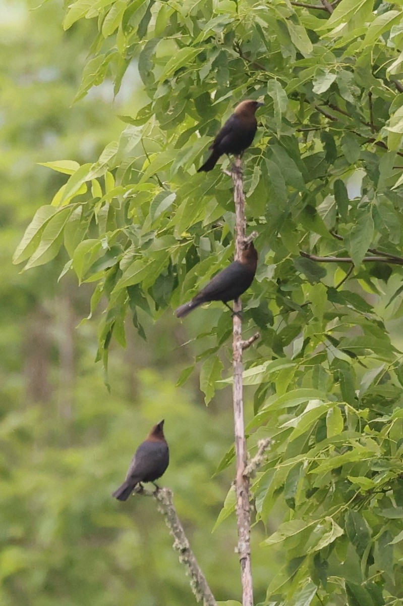 Brown-headed Cowbird - Kathy Richardson