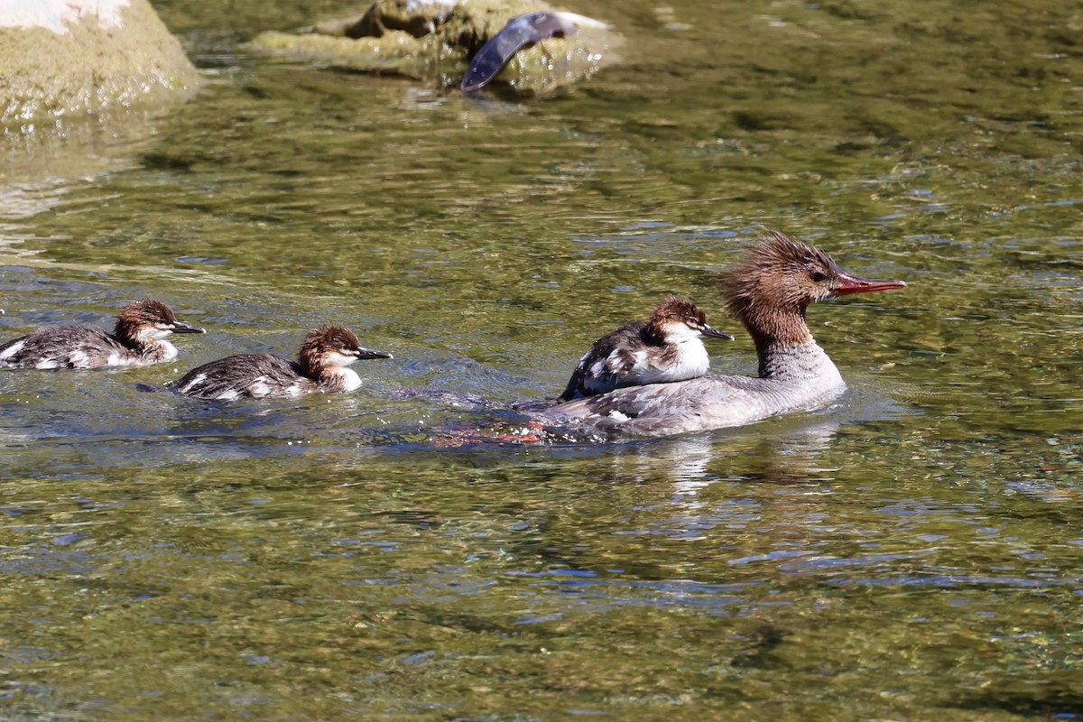 Common Merganser - ML620250368