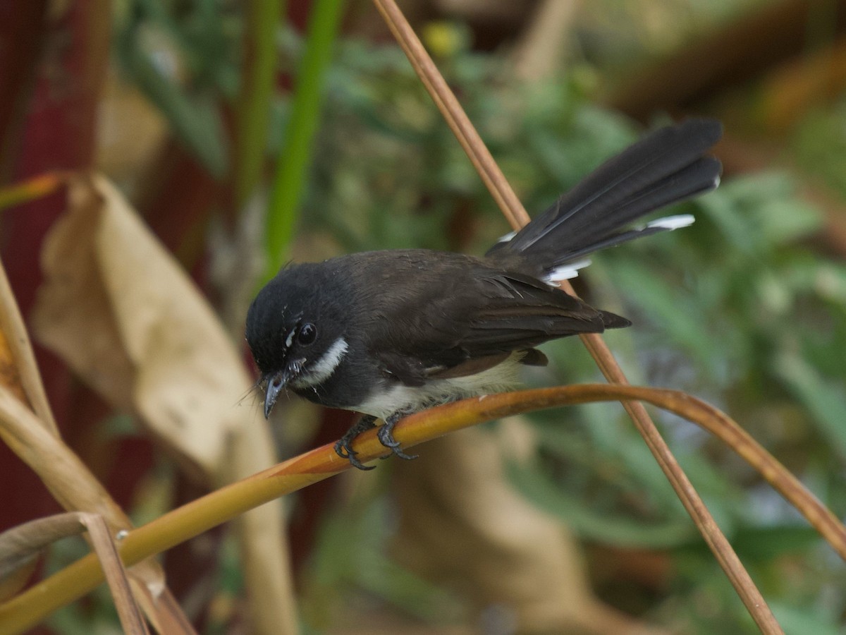 Malaysian Pied-Fantail - ML620250371