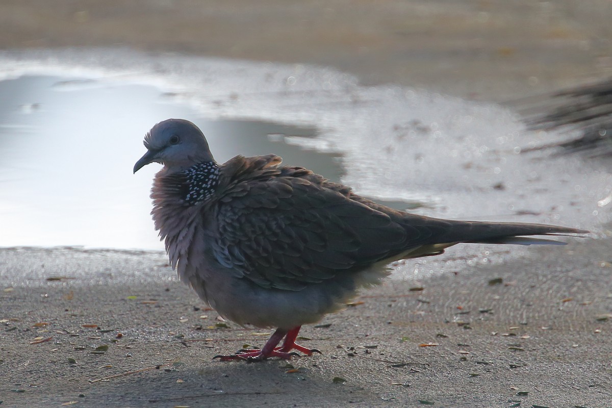 Spotted Dove (Eastern) - ML620250386