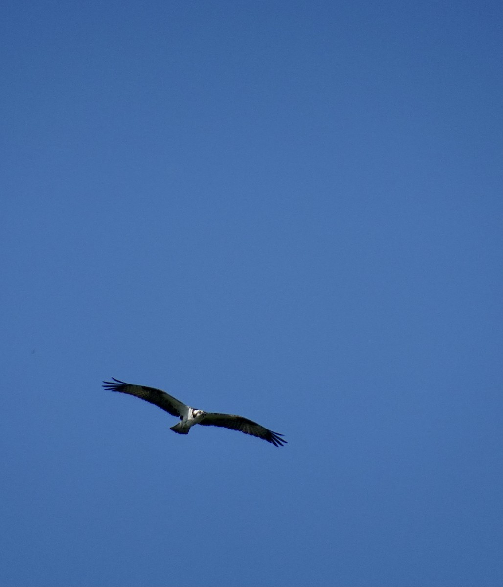 Águila Pescadora - ML620250388