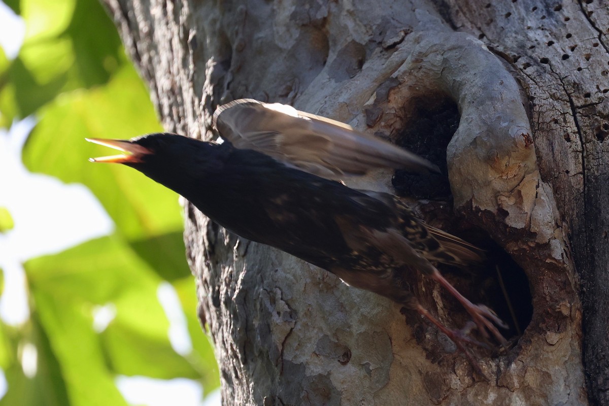 歐洲椋鳥 - ML620250390