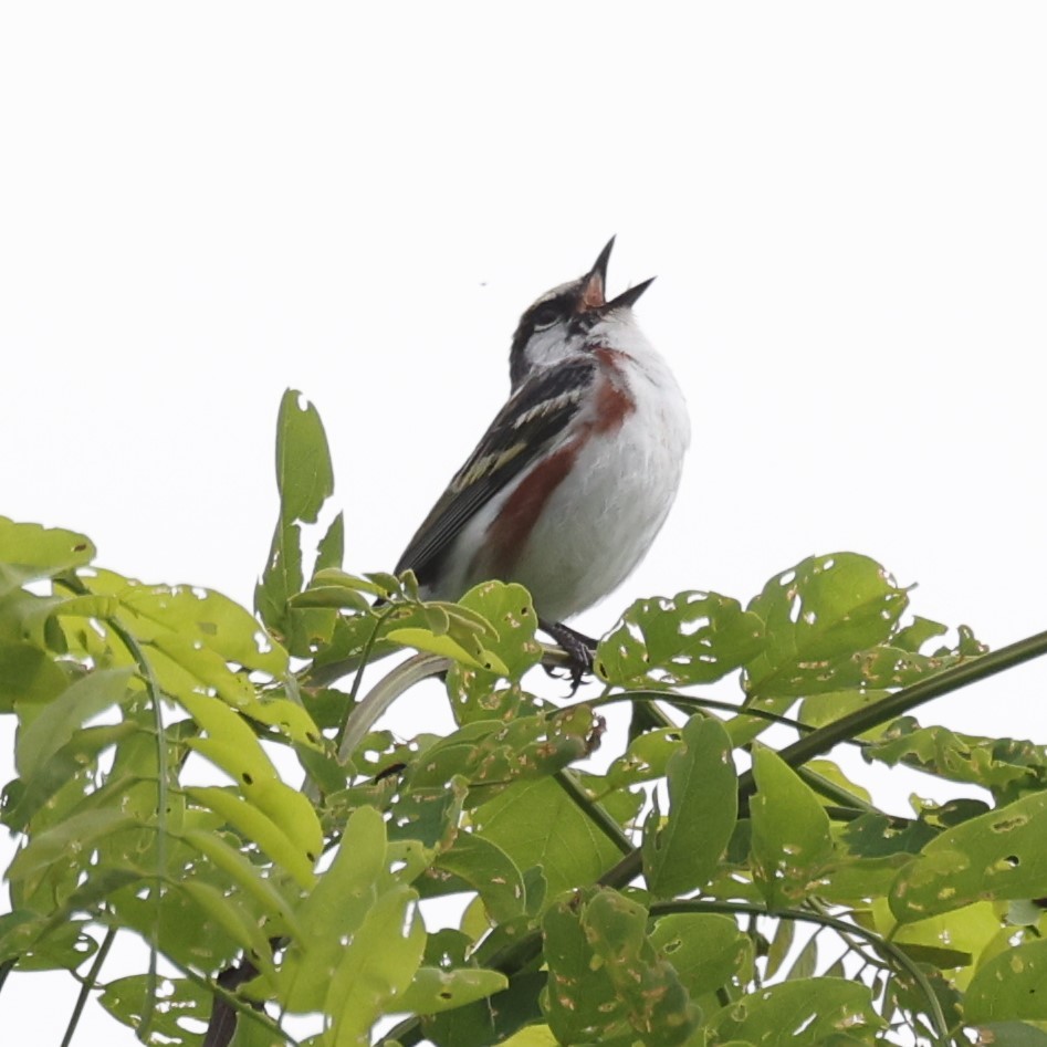 Chestnut-sided Warbler - ML620250397