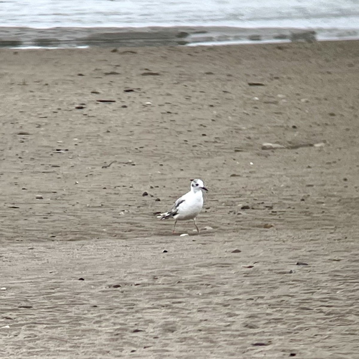 Bonaparte's Gull - Josh McLaughlin