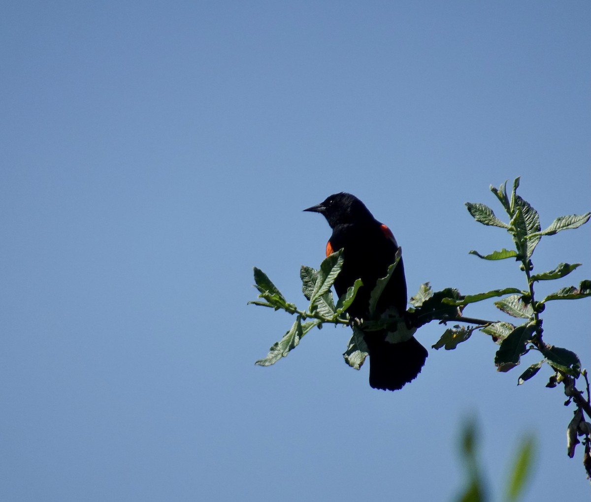 Red-winged Blackbird - ML620250404