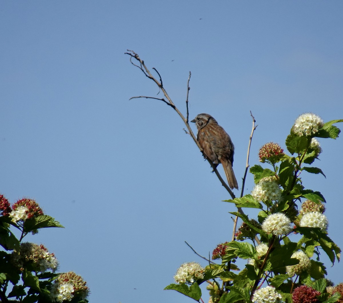 Song Sparrow - ML620250408