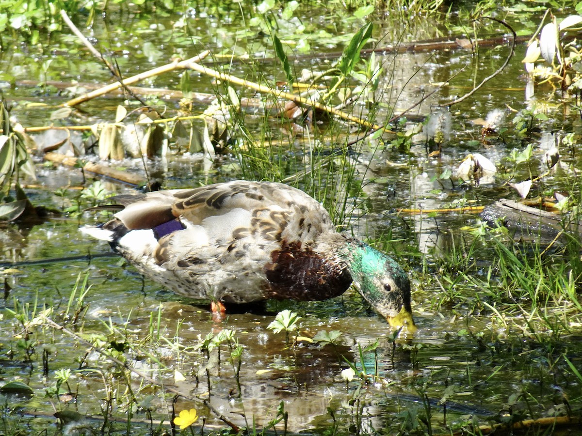 Canard colvert - ML620250412