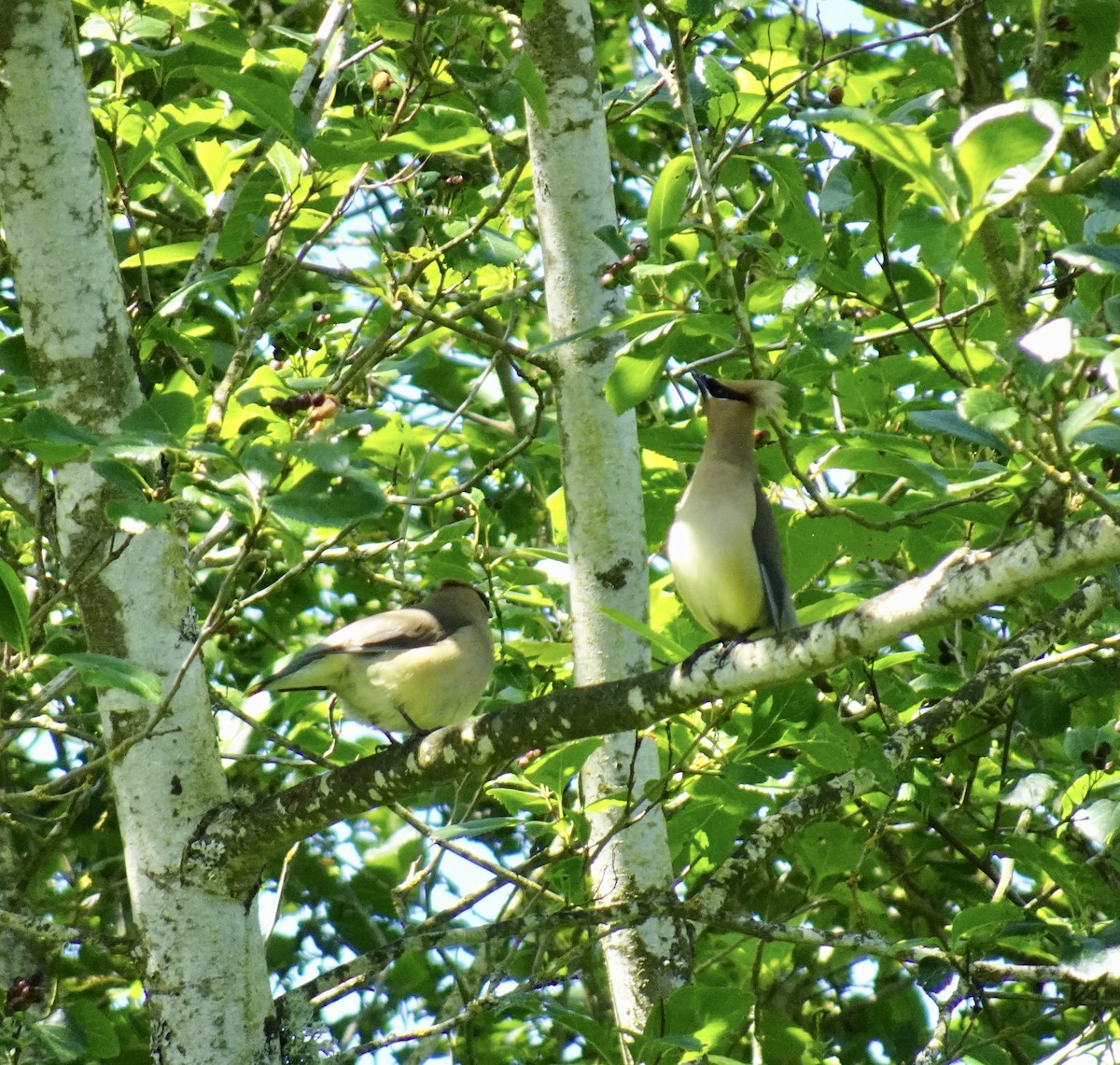 Cedar Waxwing - ML620250419