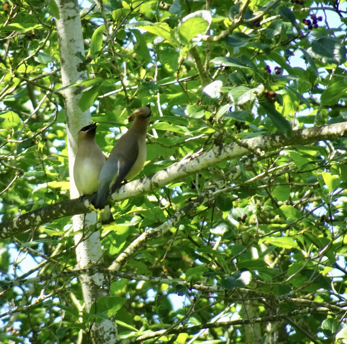 Cedar Waxwing - ML620250420