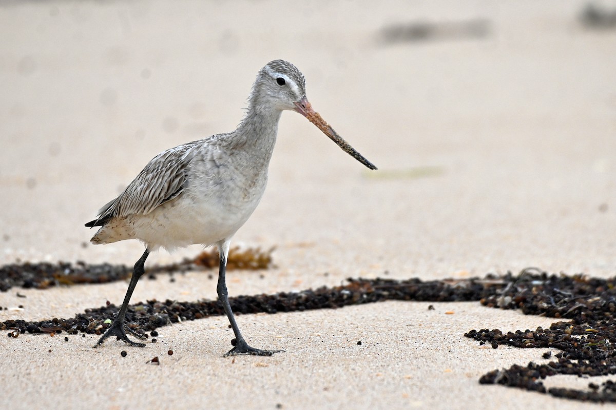 Bar-tailed Godwit - ML620250422