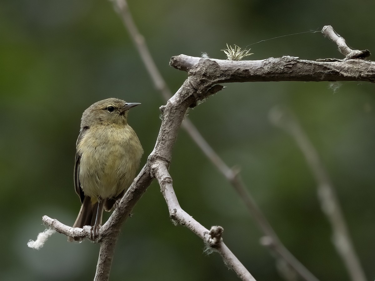 Orange-crowned Warbler - ML620250433