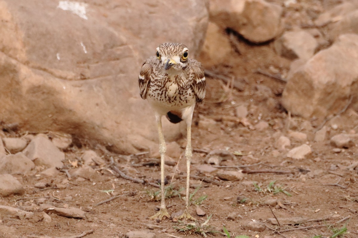 Indian Thick-knee - ML620250435