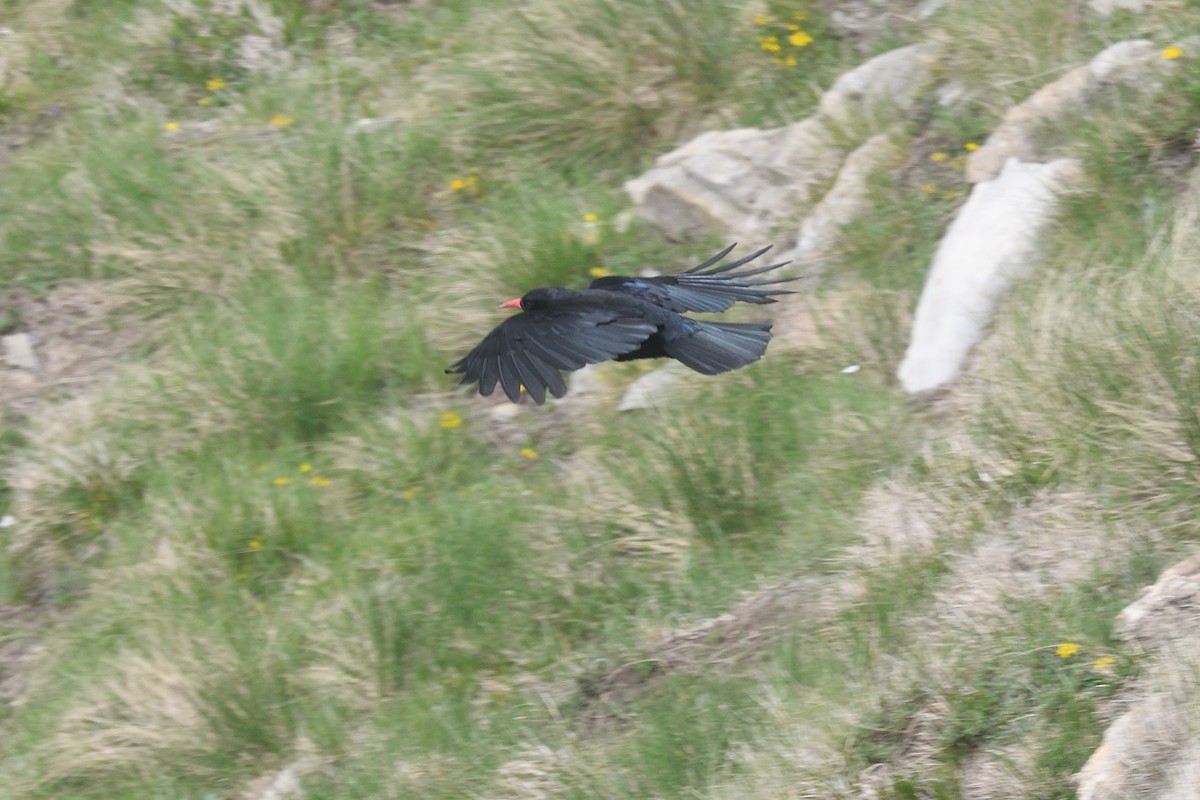 Red-billed Chough - ML620250440