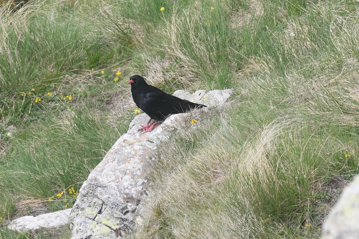 Red-billed Chough - ML620250441