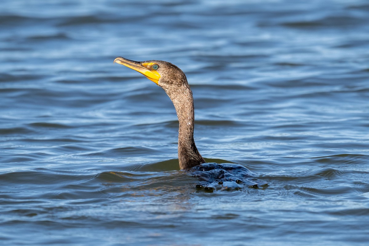 Double-crested Cormorant - ML620250446