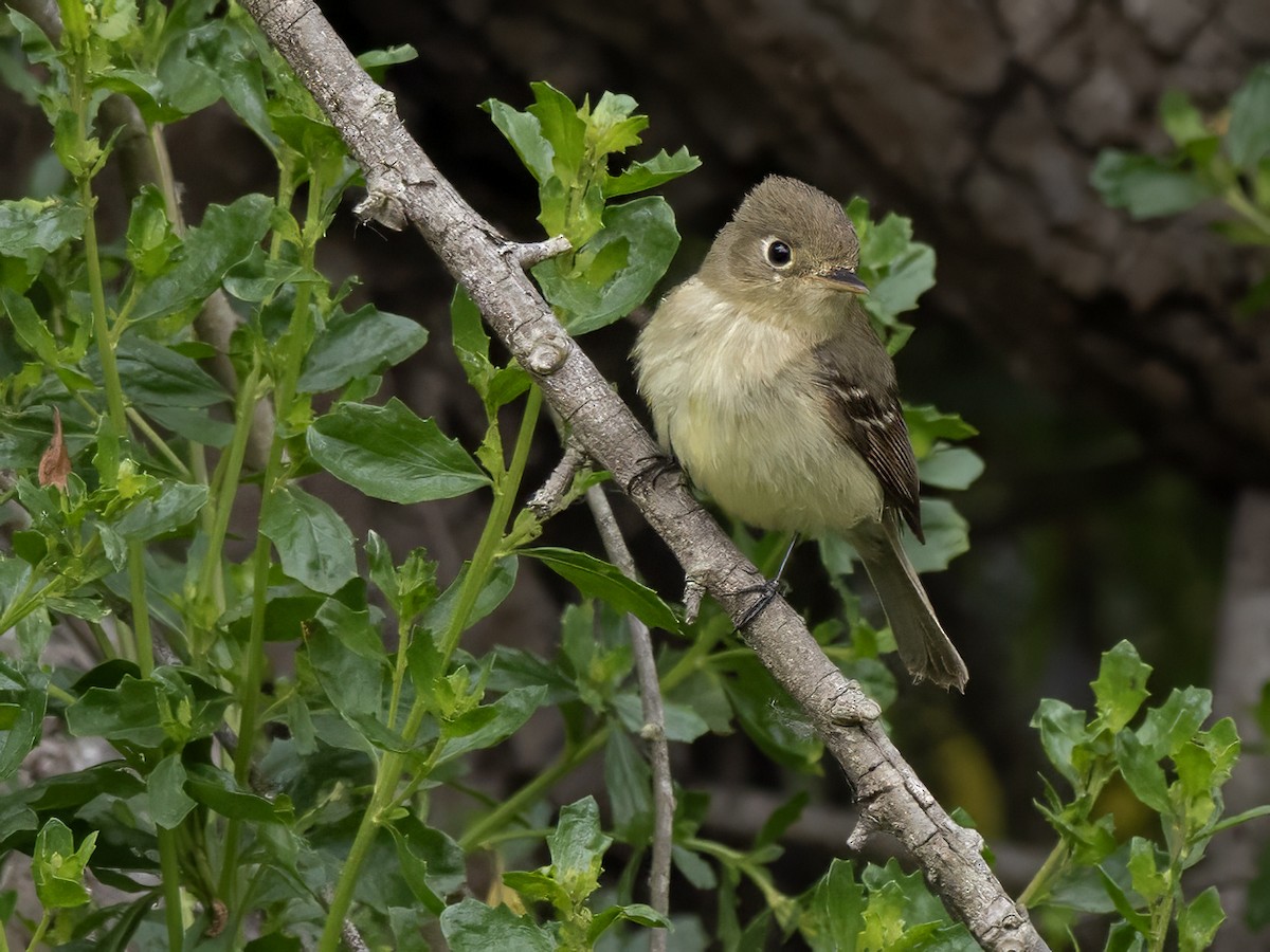 Western Flycatcher (Pacific-slope) - ML620250456