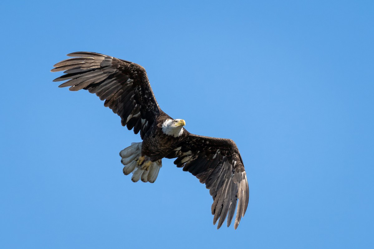 Bald Eagle - ML620250461