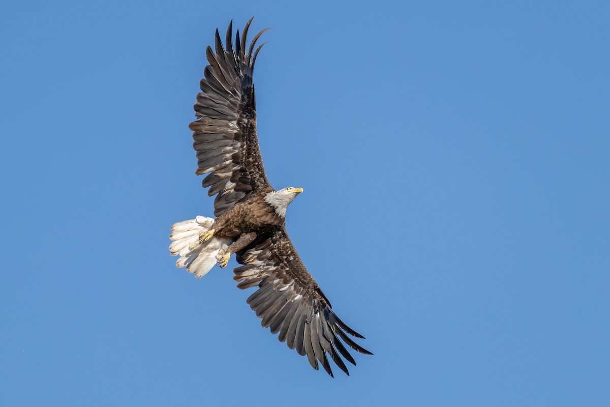 Bald Eagle - ML620250465