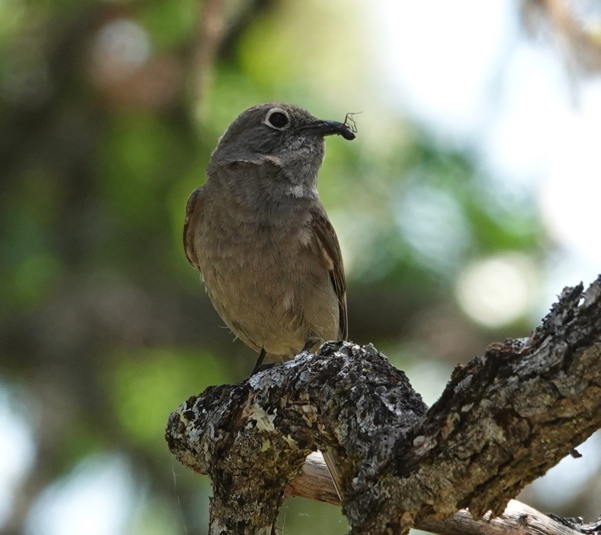Townsend's Solitaire - Justin Cook