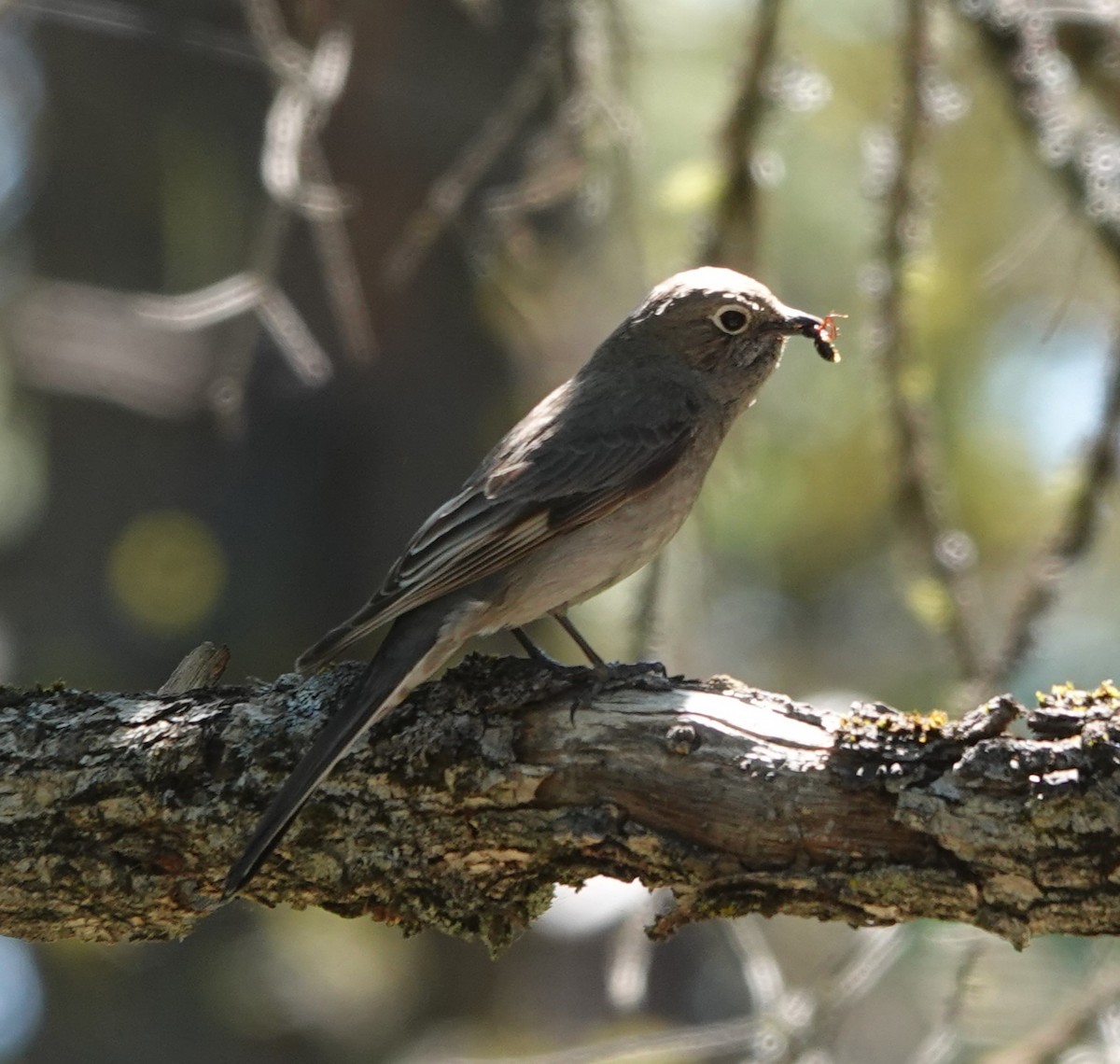 Townsend's Solitaire - ML620250474