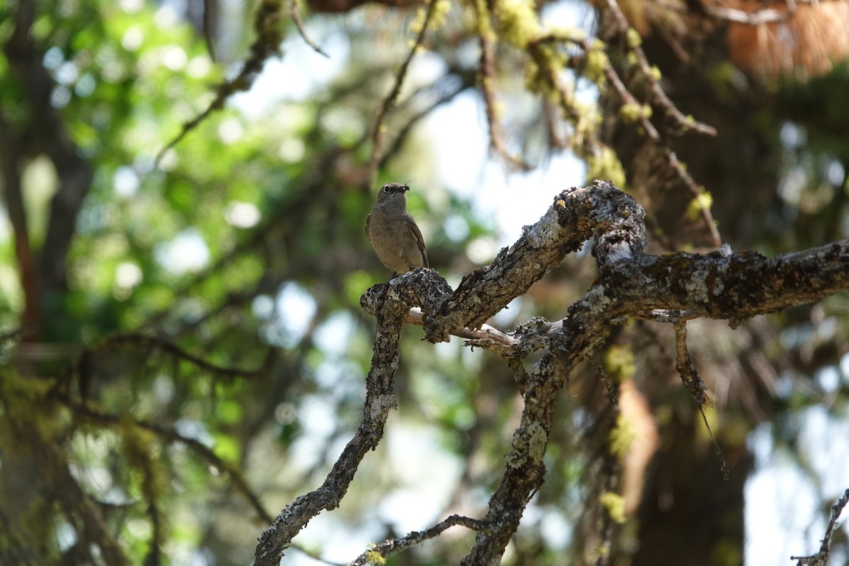 Townsend's Solitaire - ML620250475