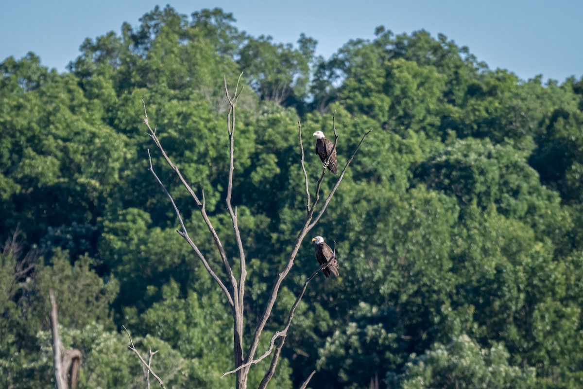 Bald Eagle - ML620250477