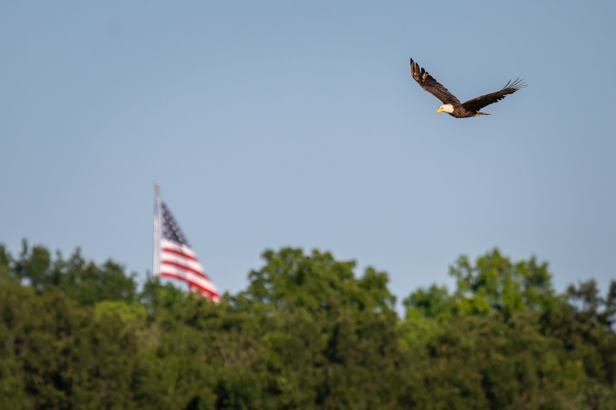 Bald Eagle - ML620250486