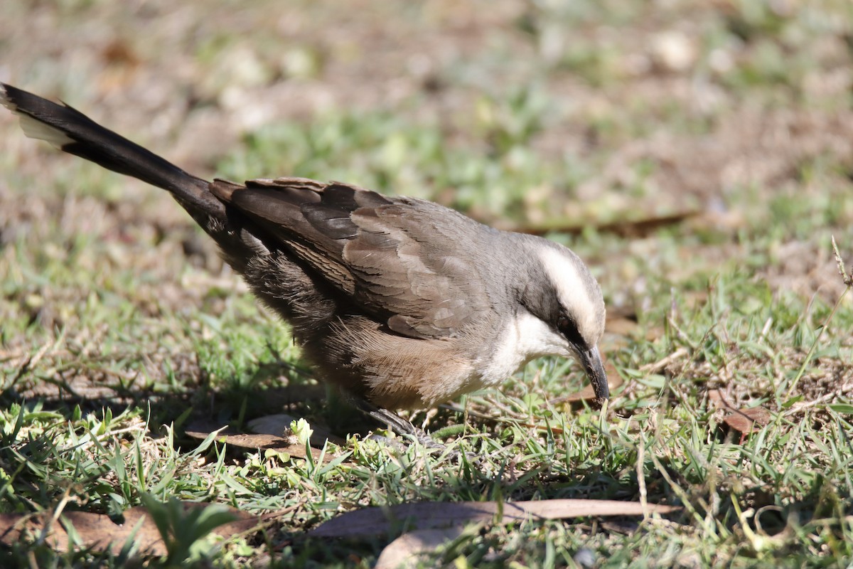 Gray-crowned Babbler - ML620250487