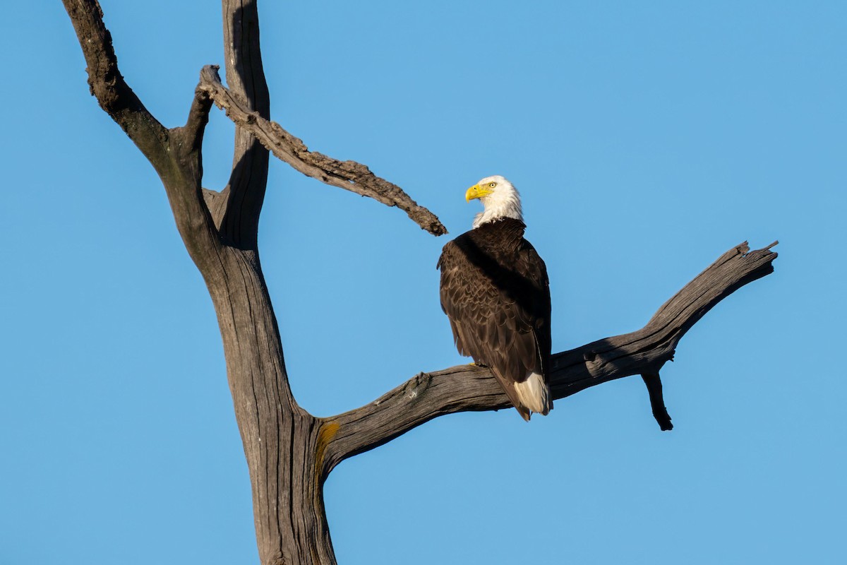 Bald Eagle - ML620250488