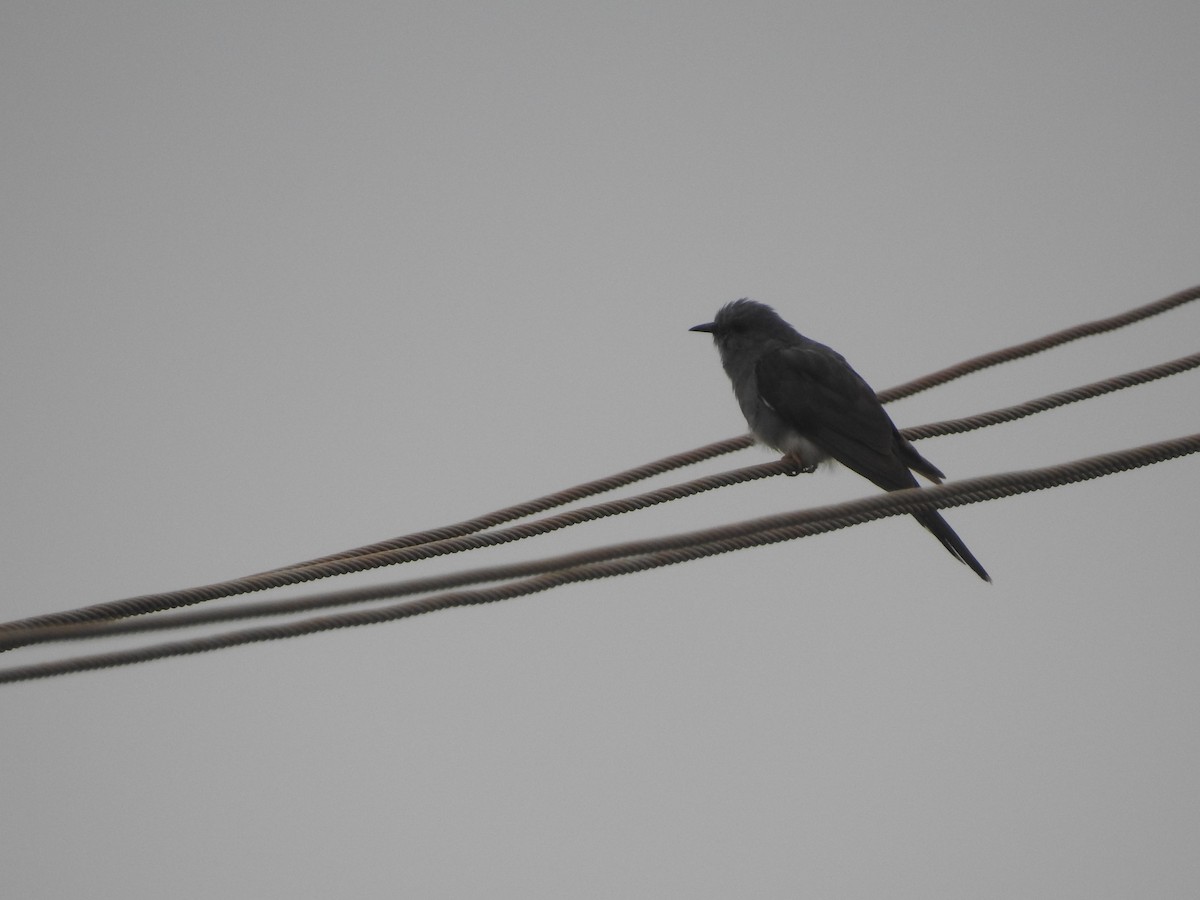 Gray-bellied Cuckoo - ML620250489