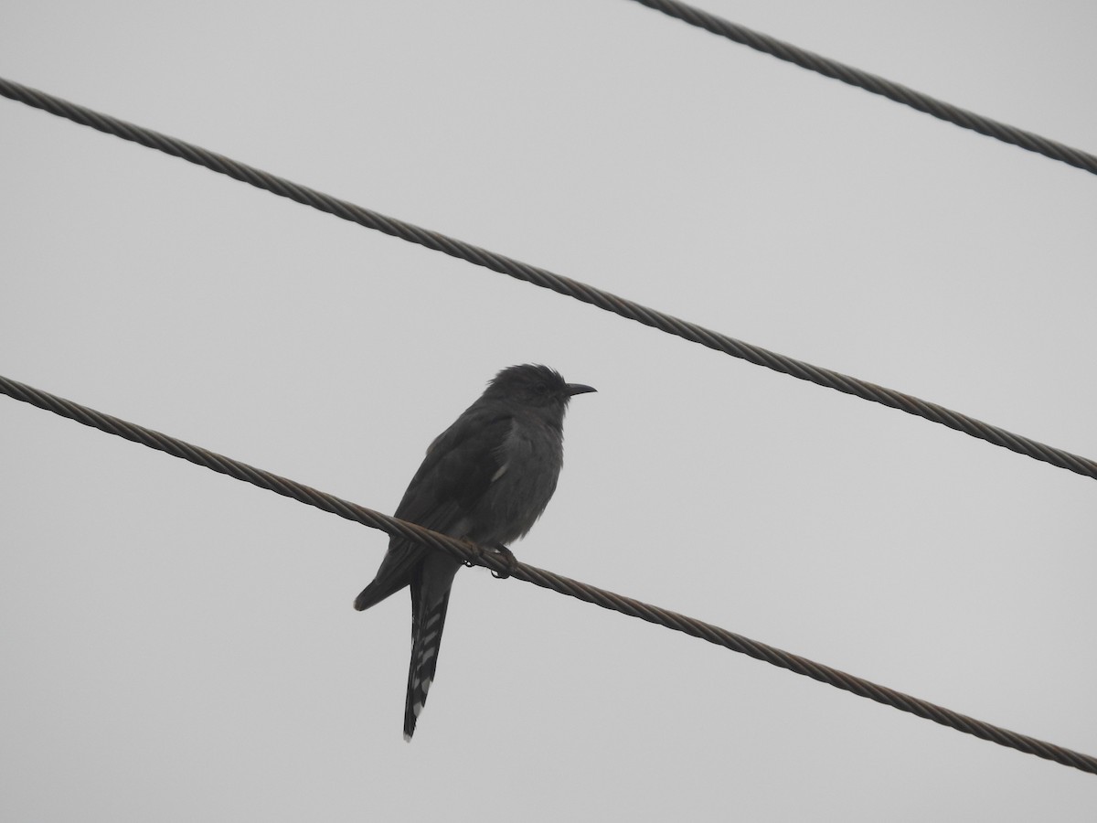 Gray-bellied Cuckoo - ML620250490