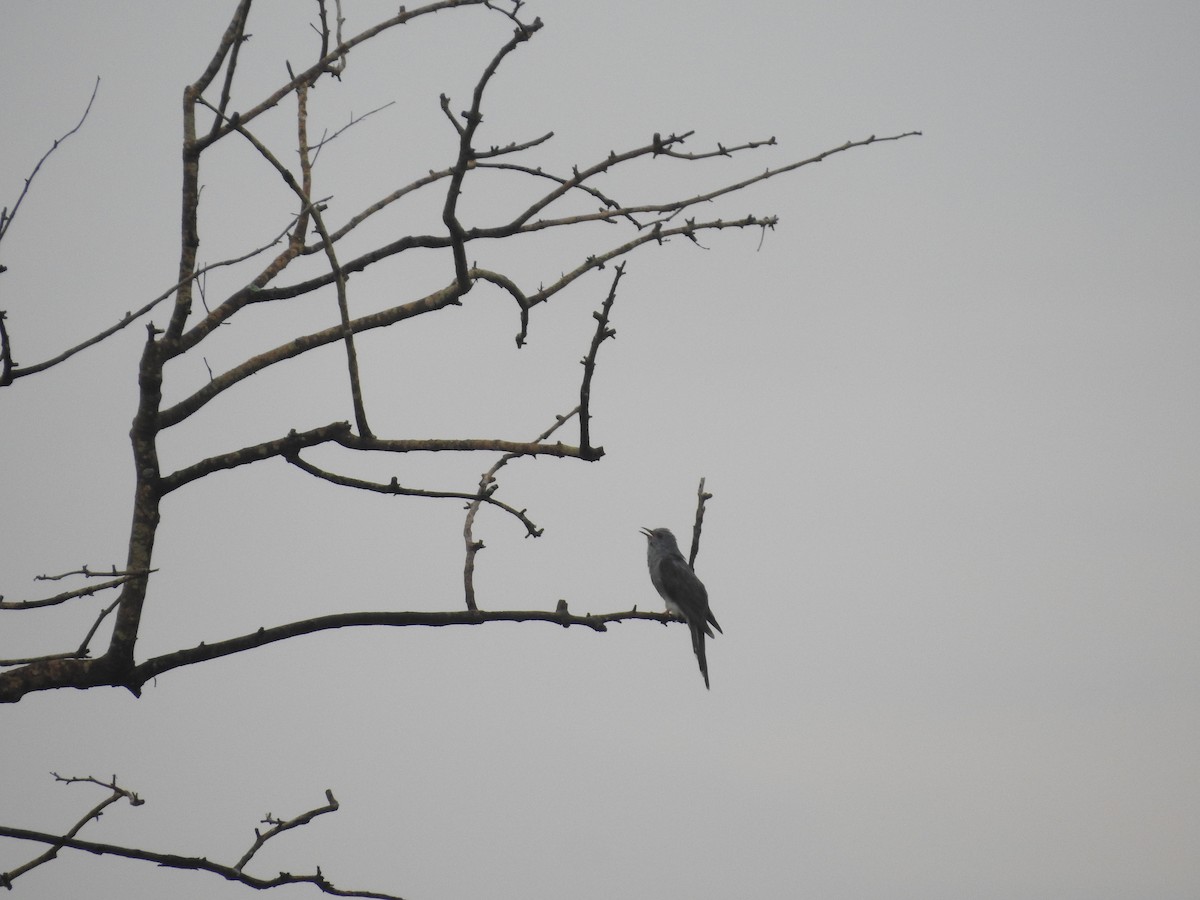 Gray-bellied Cuckoo - ML620250491