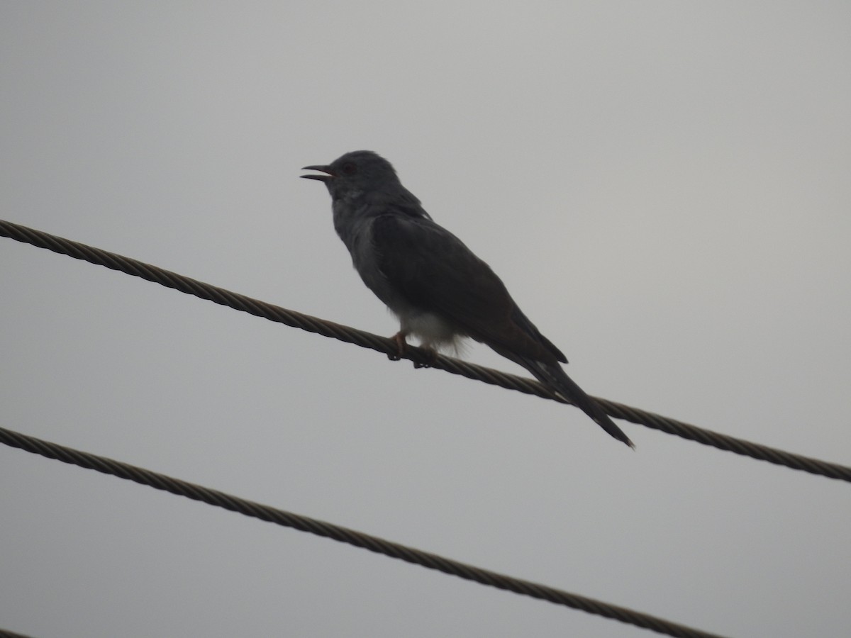 Gray-bellied Cuckoo - ML620250492