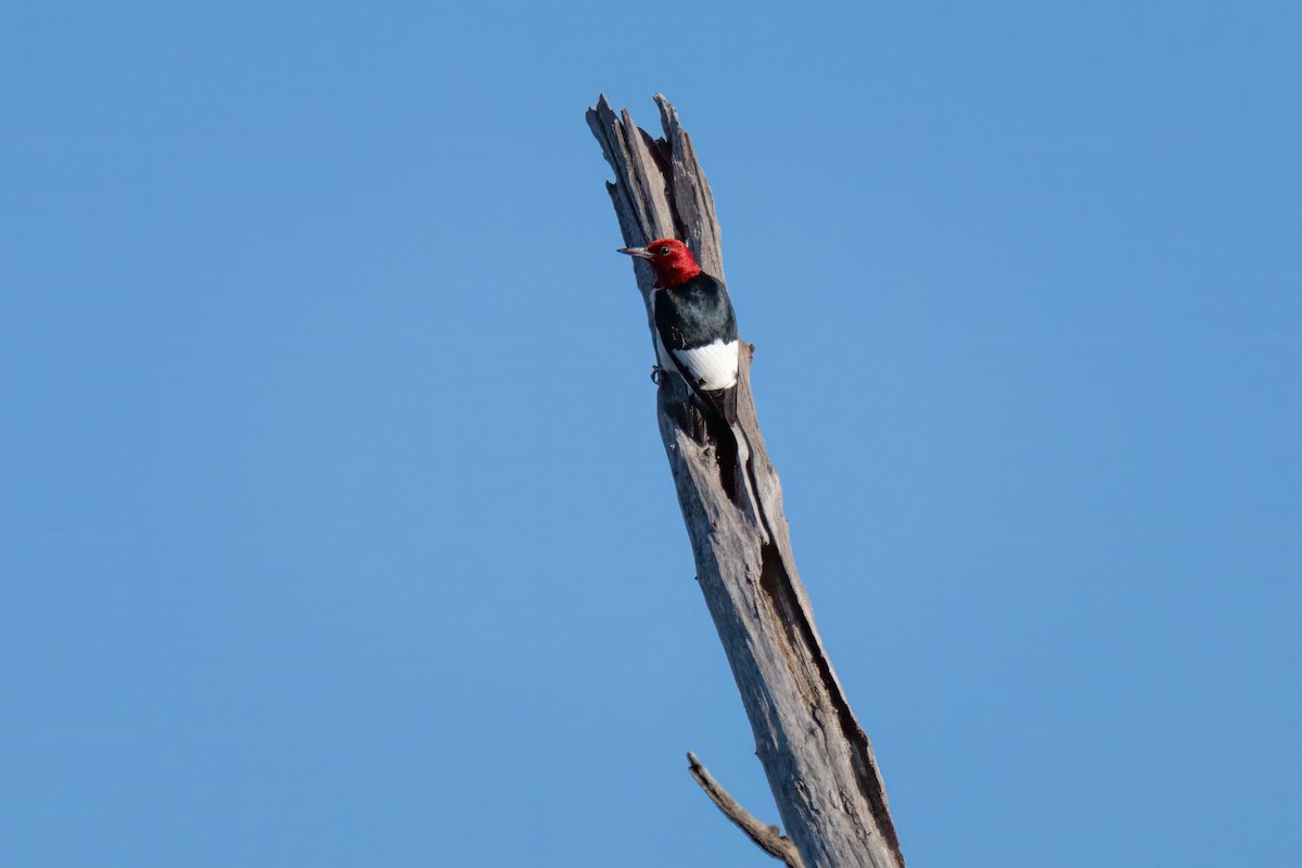 Red-headed Woodpecker - ML620250493