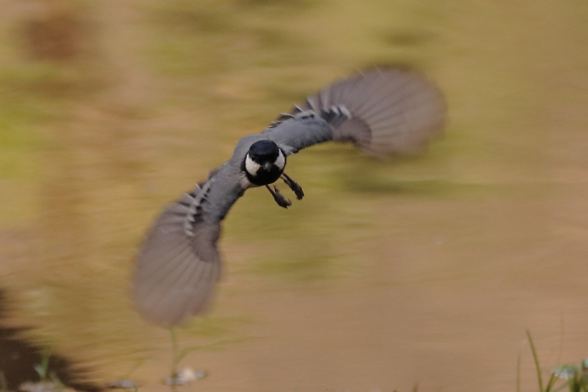 Cinereous Tit - ML620250497