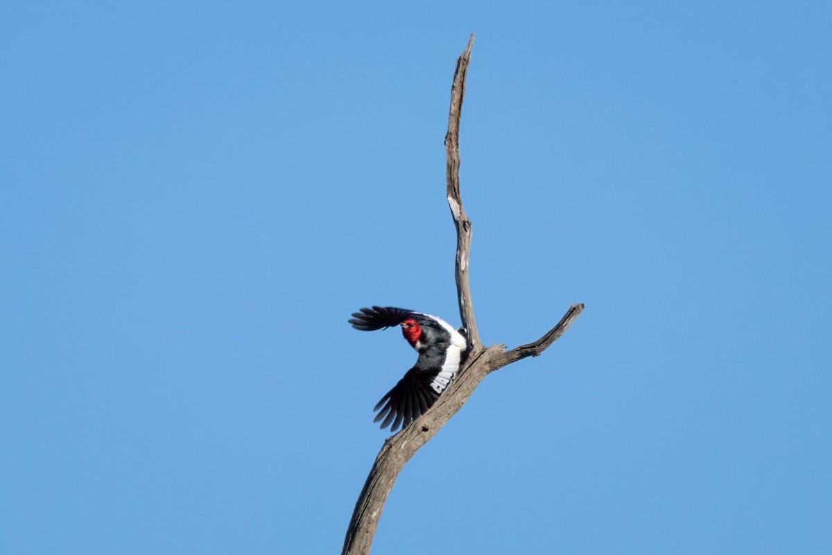 Red-headed Woodpecker - ML620250499