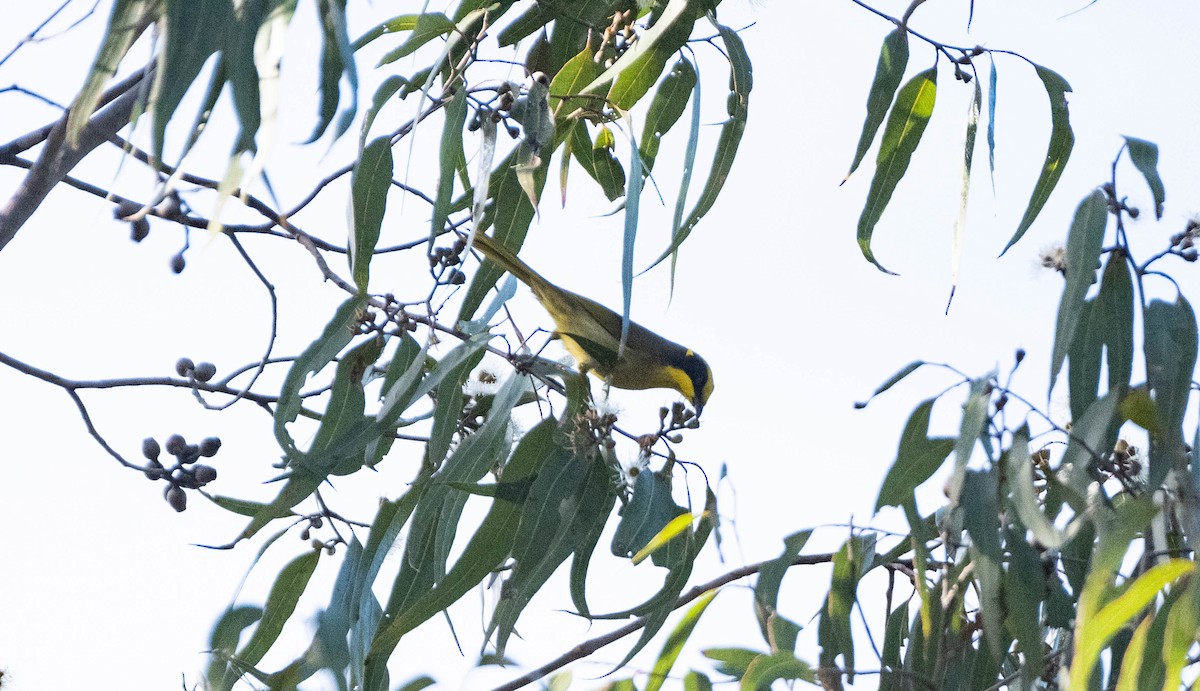 Yellow-tufted Honeyeater - ML620250501