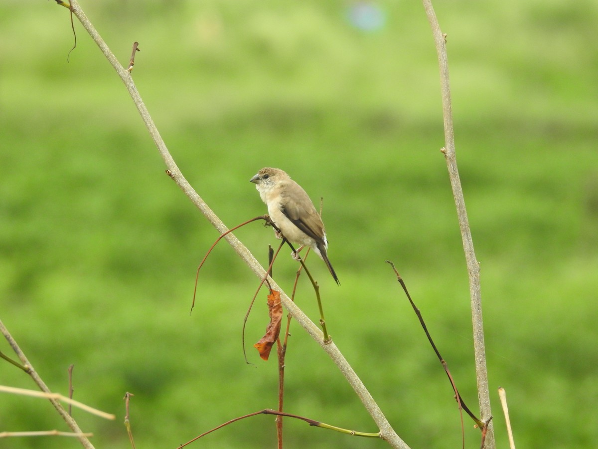 Indian Silverbill - ML620250502