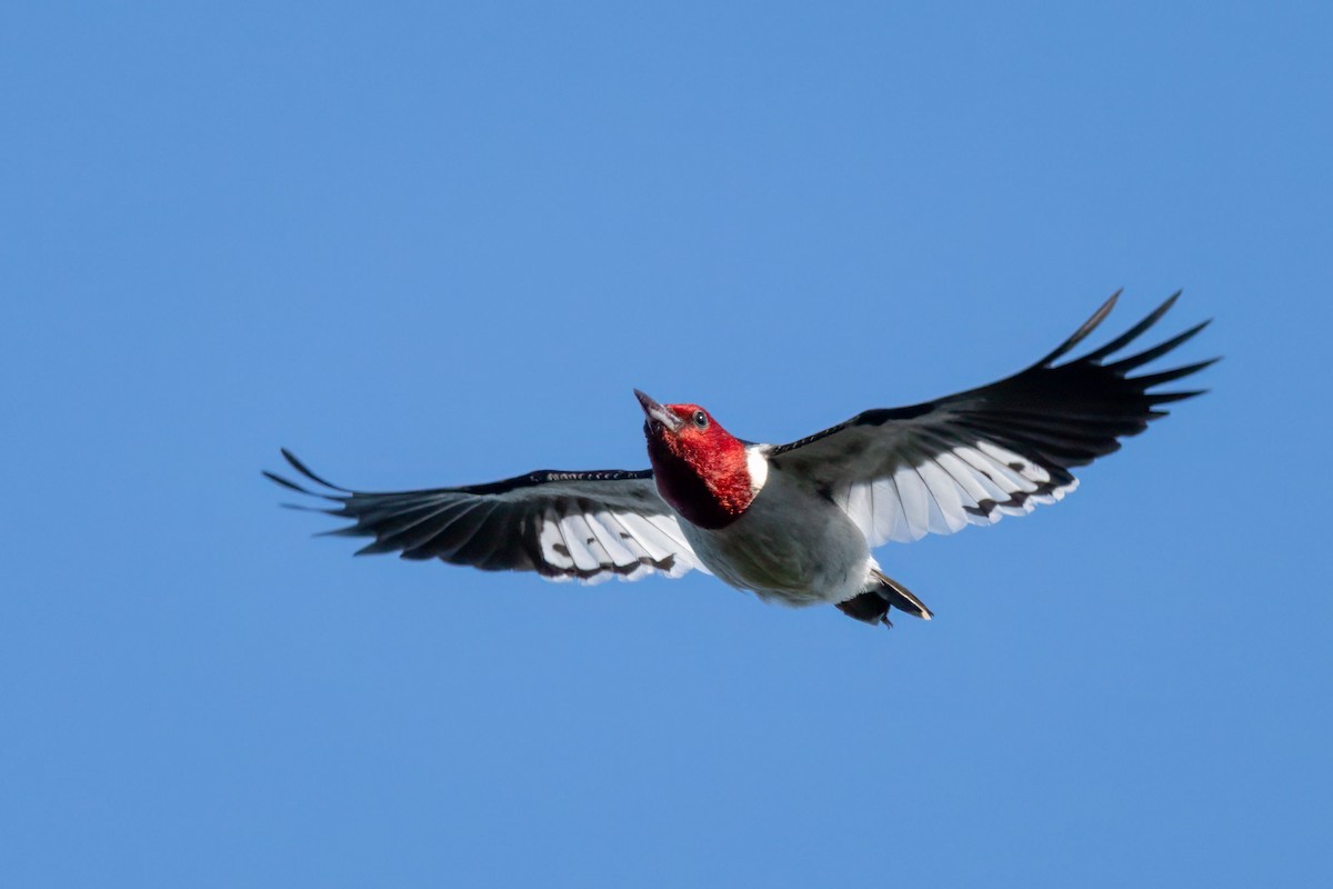 Red-headed Woodpecker - ML620250504