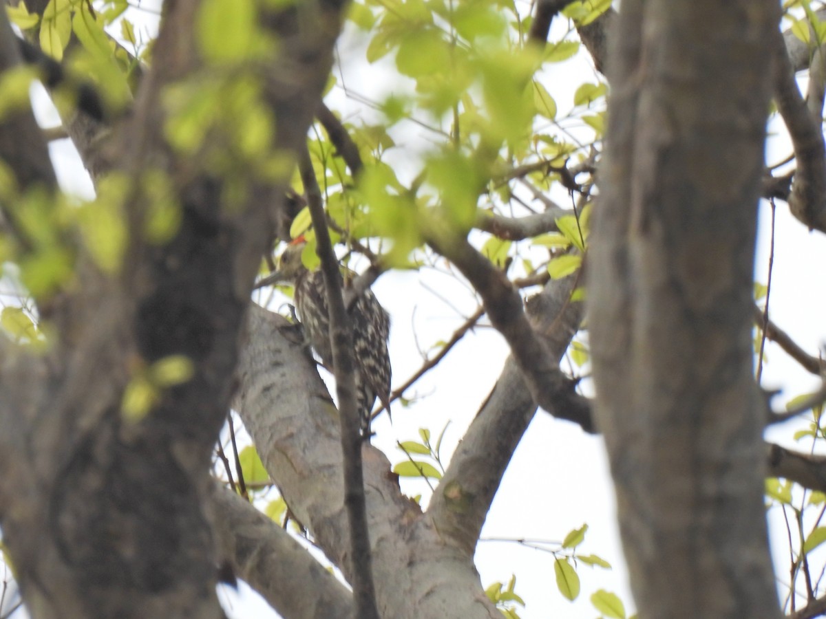 Yellow-crowned Woodpecker - ML620250509