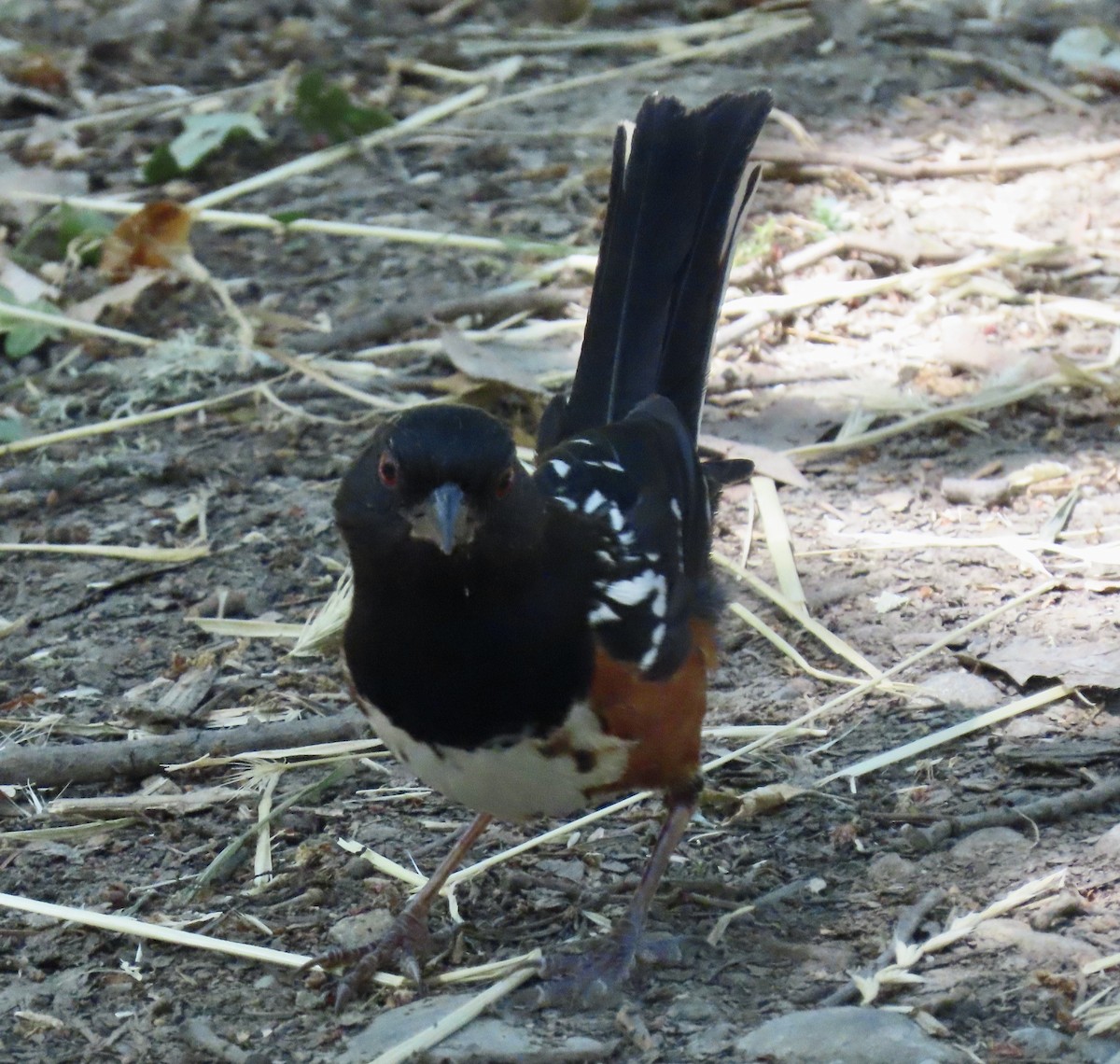 Spotted Towhee - ML620250510
